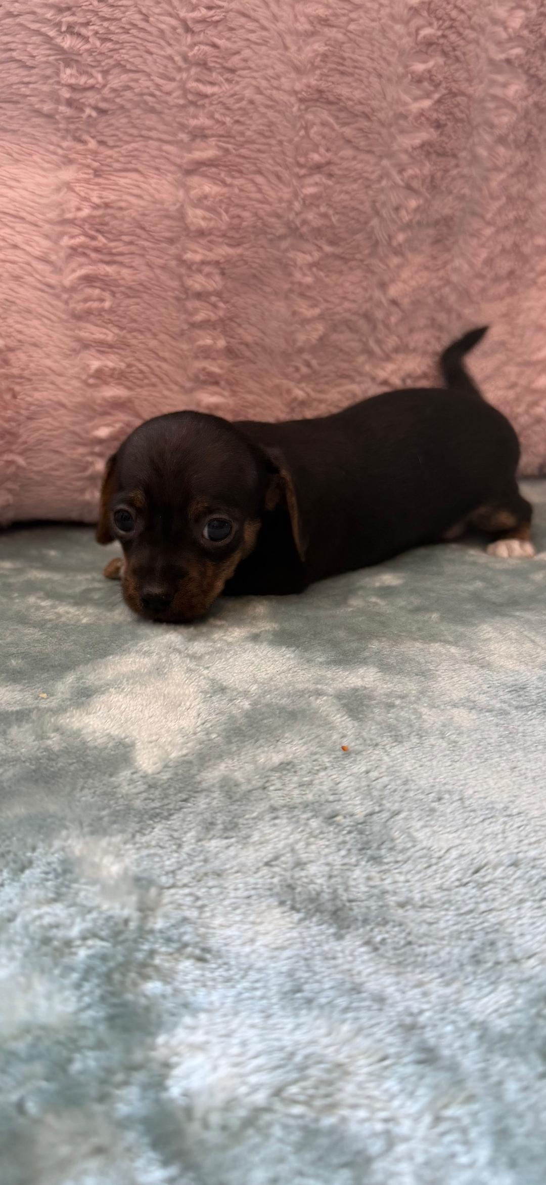 Dinky, Adoptable, Puppy Male Chiweenie.