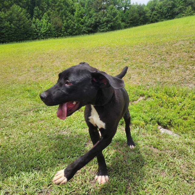 Quinn, a Adoptable mixed breed in Manhasset, NY image 5/6