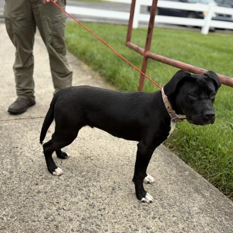 Quinn, Adoptable, Young Male Labrador Retriever & American Staffordshire Terrier.