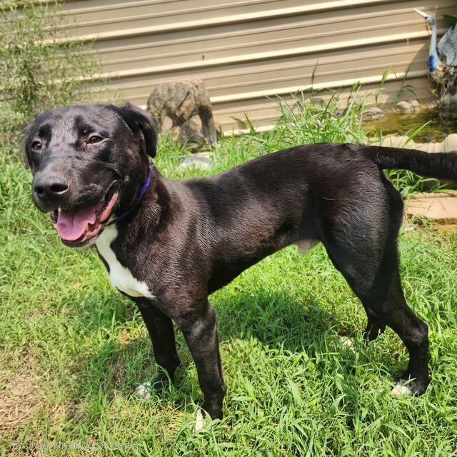 Quinn, a Adoptable mixed breed in Manhasset, NY image 2/6