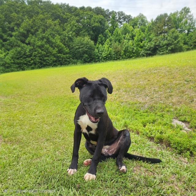 Quinn, a Adoptable mixed breed in Manhasset, NY image 6/6