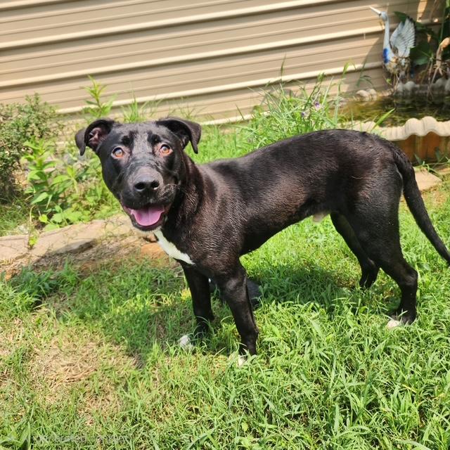 Quinn, a Adoptable mixed breed in Manhasset, NY image 4/6
