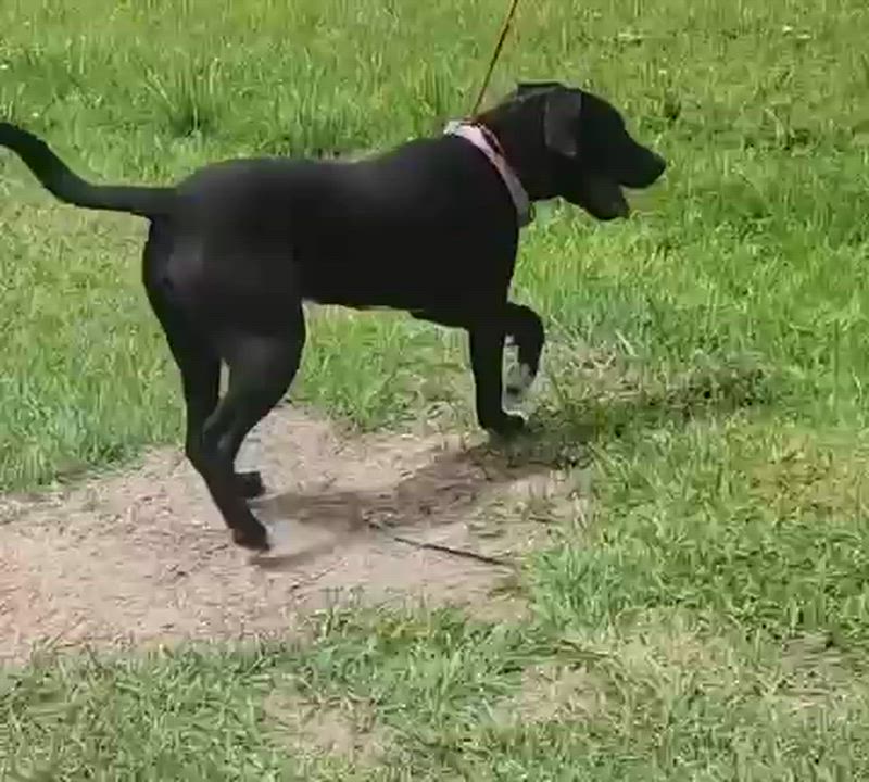 Enlarge Quinn, a Adoptable mixed breed in Manhasset, NY video 3/6