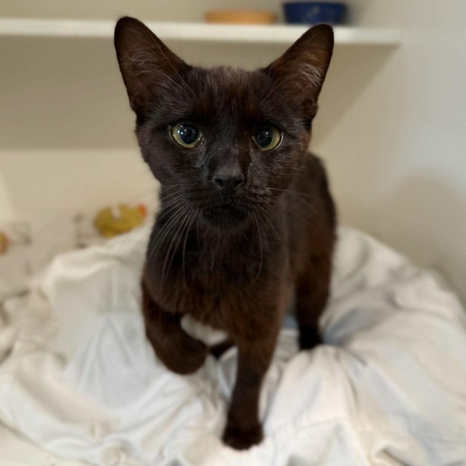 Cyndi, Adoptable, Kitten Female Domestic Short Hair.