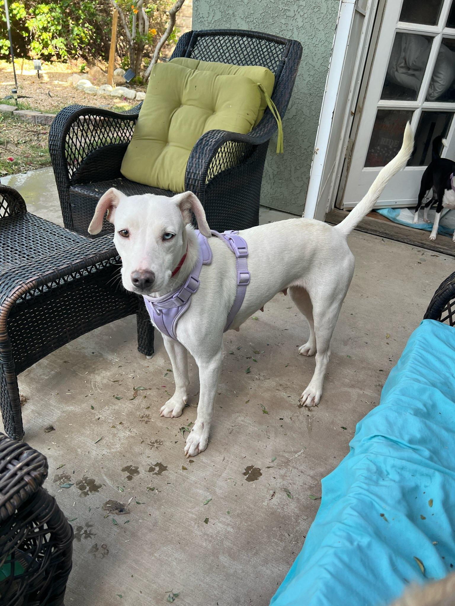 Enlarge Kali , a Adoptable mixed breed in San Clemente , CA image 3/6