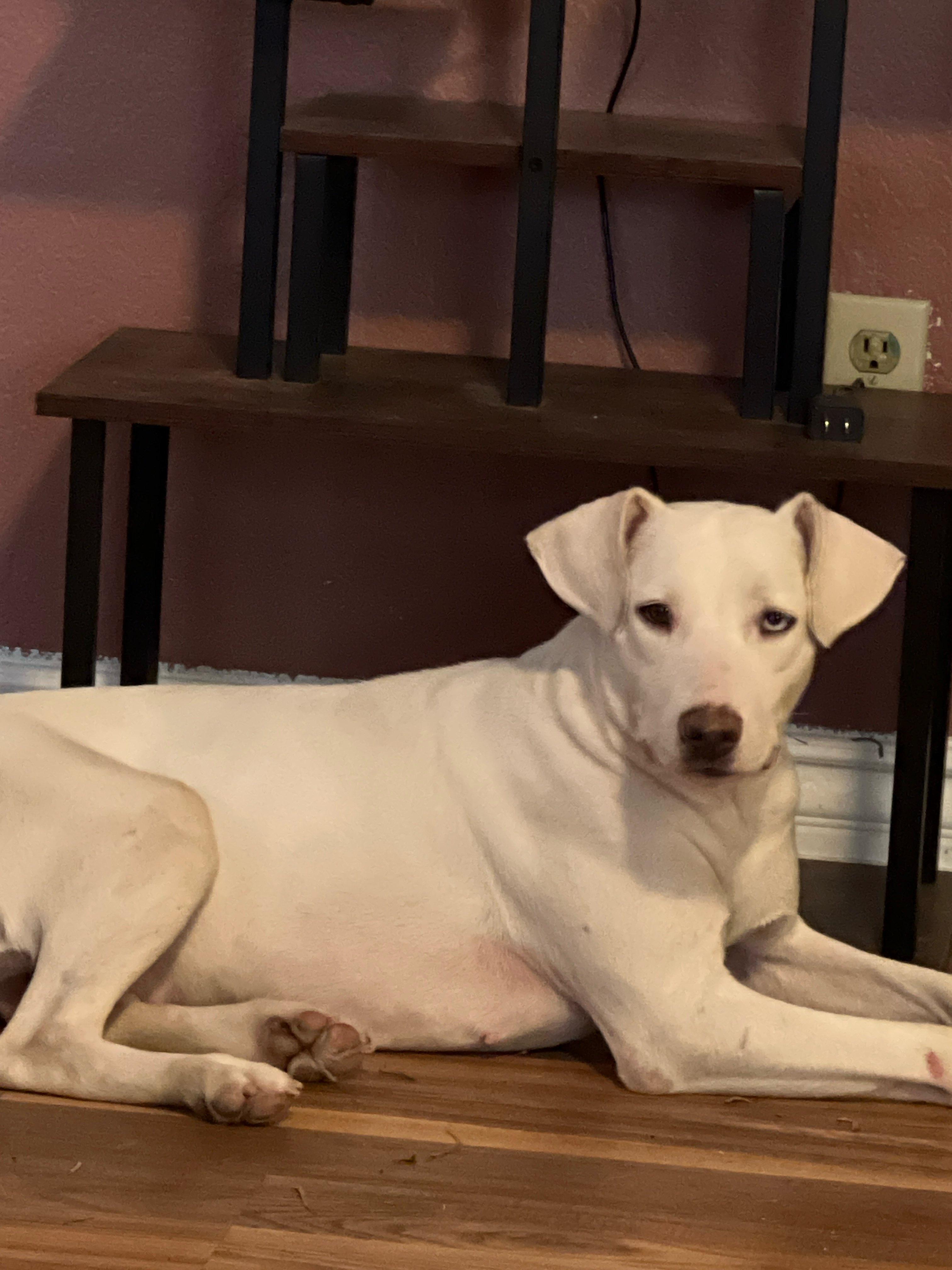 Enlarge Kali , a Adoptable mixed breed in San Clemente , CA image 2/6