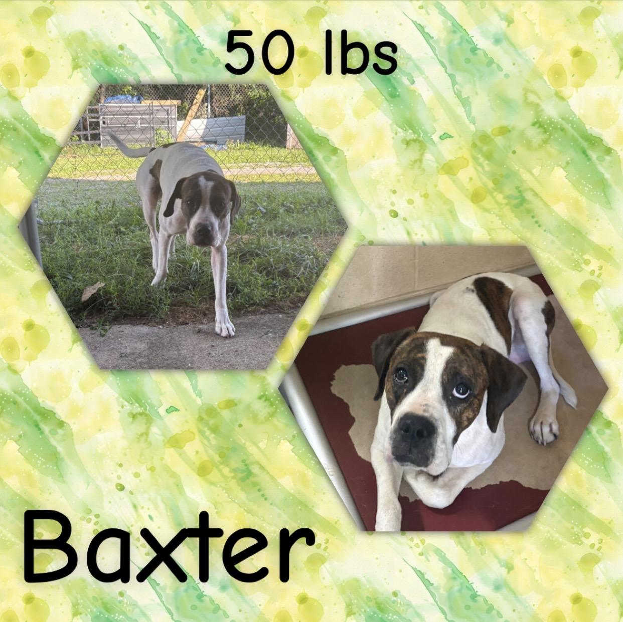 Baxter, ADOPTABLE, Adult Male Boxer.