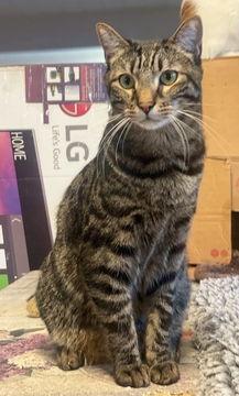 Cooper 04-4287, Adoptable, Adult Male Domestic Short Hair.