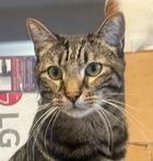 Cooper 04-4287, Adoptable, Adult Male Domestic Short Hair.