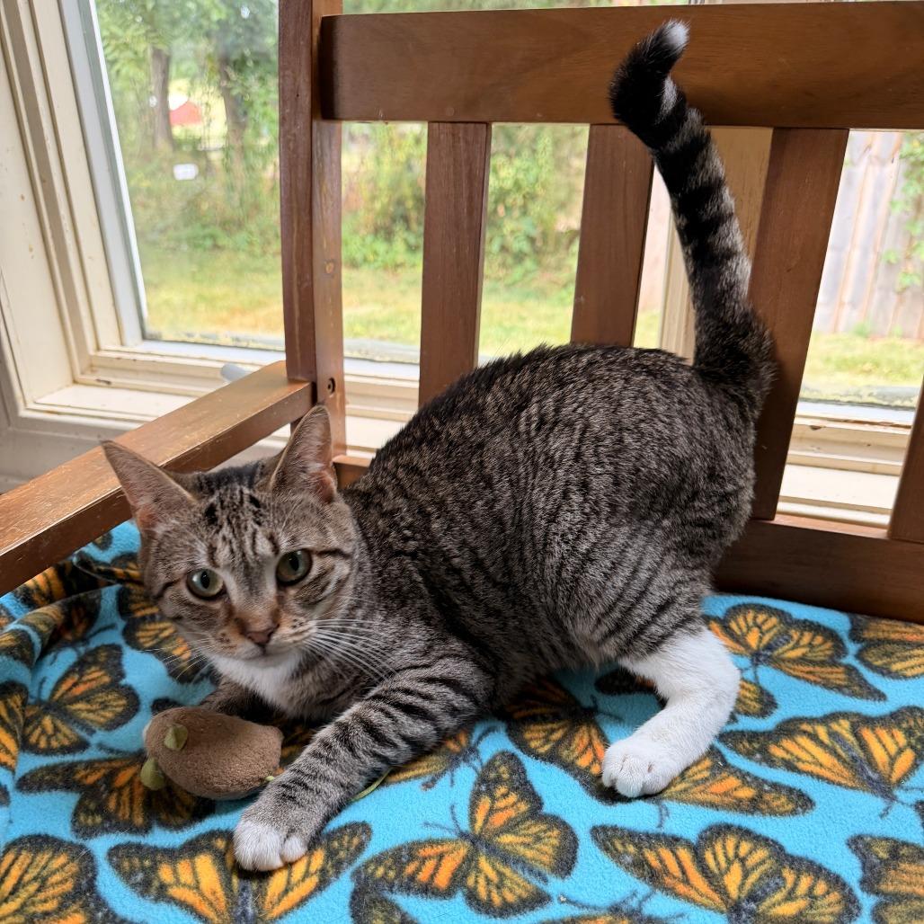 Cady, Adoptable, Young Female Domestic Short Hair.