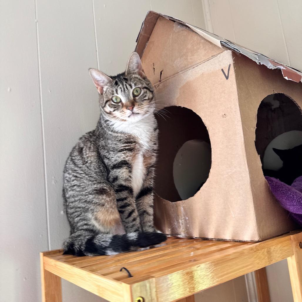 Cady, Adoptable, Young Female Domestic Short Hair.