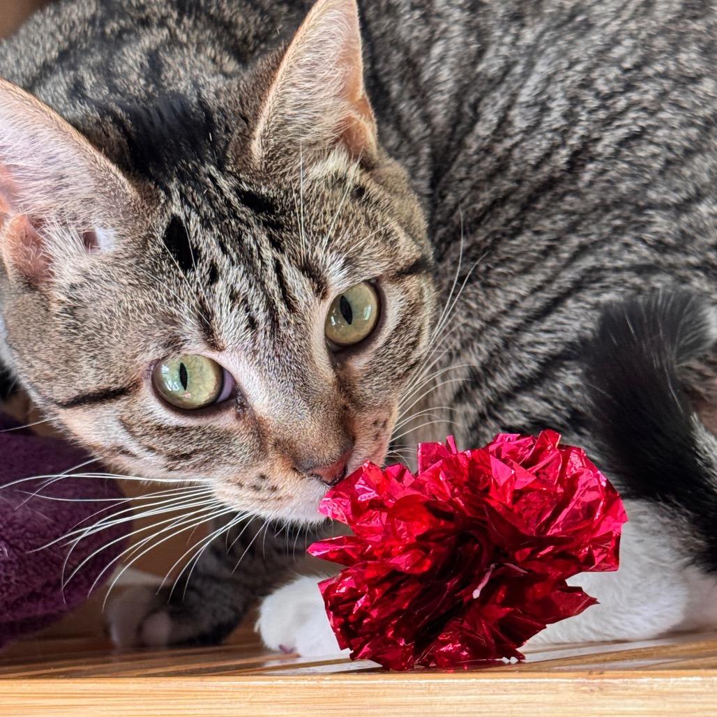 Cady, a Adoptable Domestic Short Hair in Richland, MI image 2/6