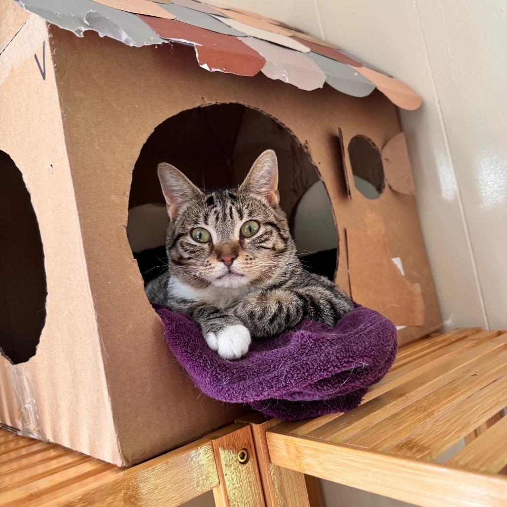Cady, a Adoptable Domestic Short Hair in Richland, MI image 3/6