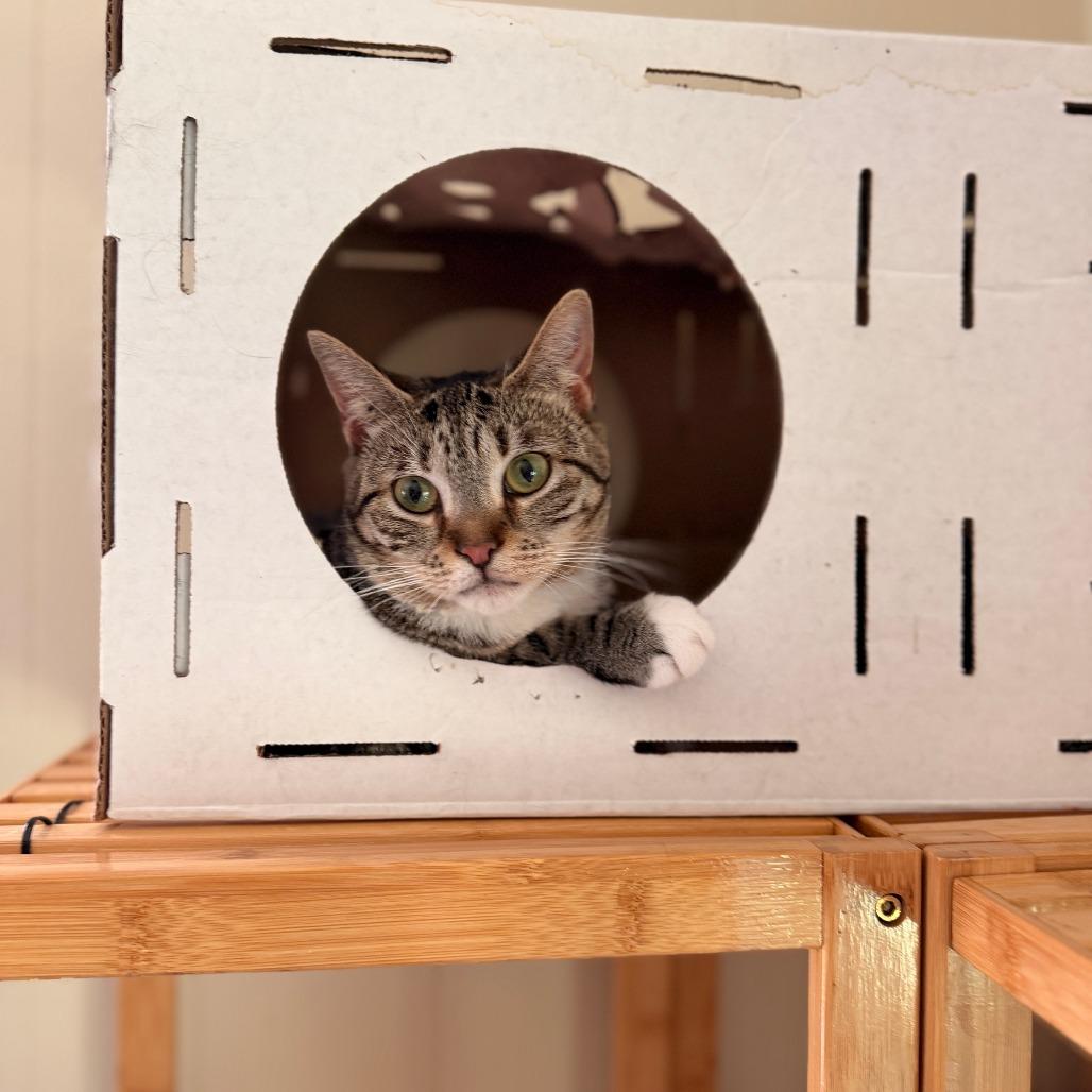 Cady, a Adoptable Domestic Short Hair in Richland, MI image 4/6