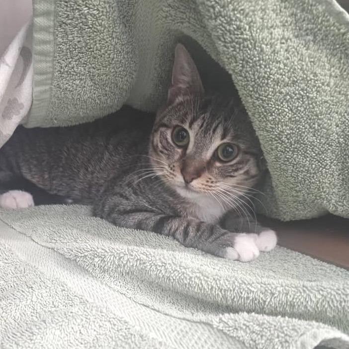 Cady, a Adoptable Domestic Short Hair in Richland, MI image 5/6