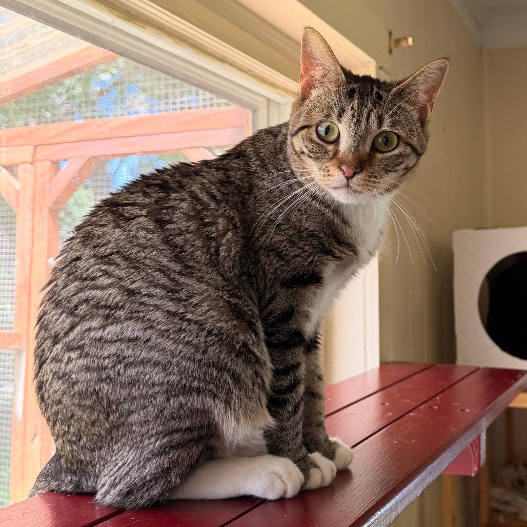Cady, a Adoptable Domestic Short Hair in Richland, MI image 6/6
