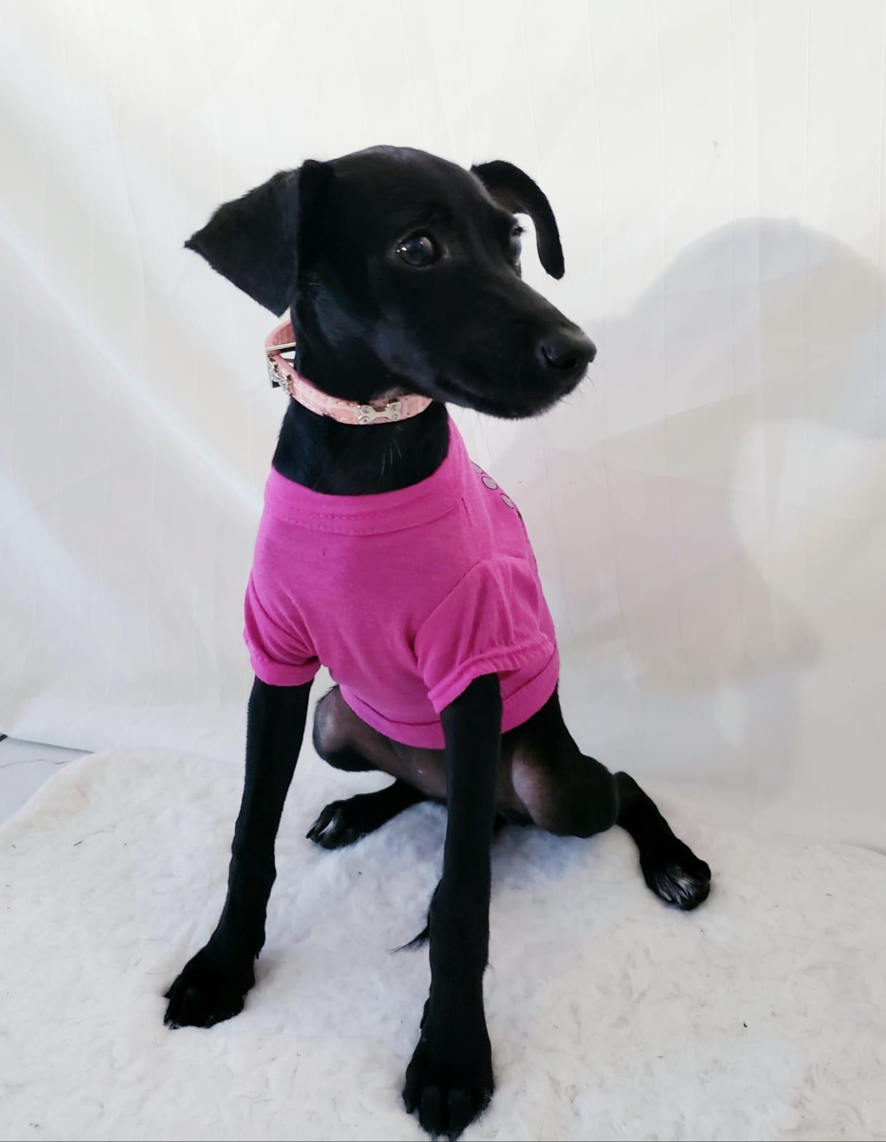 Enlarge Ariel, a Adopted mixed breed in Centereach, NY image 2/2