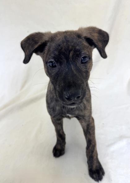 Enlarge Denny, a Adoptable mixed breed in Buffalo, MN image 1/1