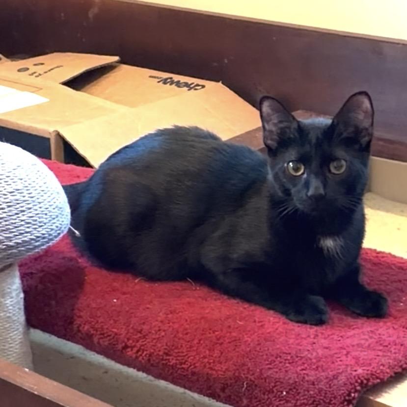 Enlarge Angel, a ADOPTABLE mixed breed in Mayfield, NY image 4/5