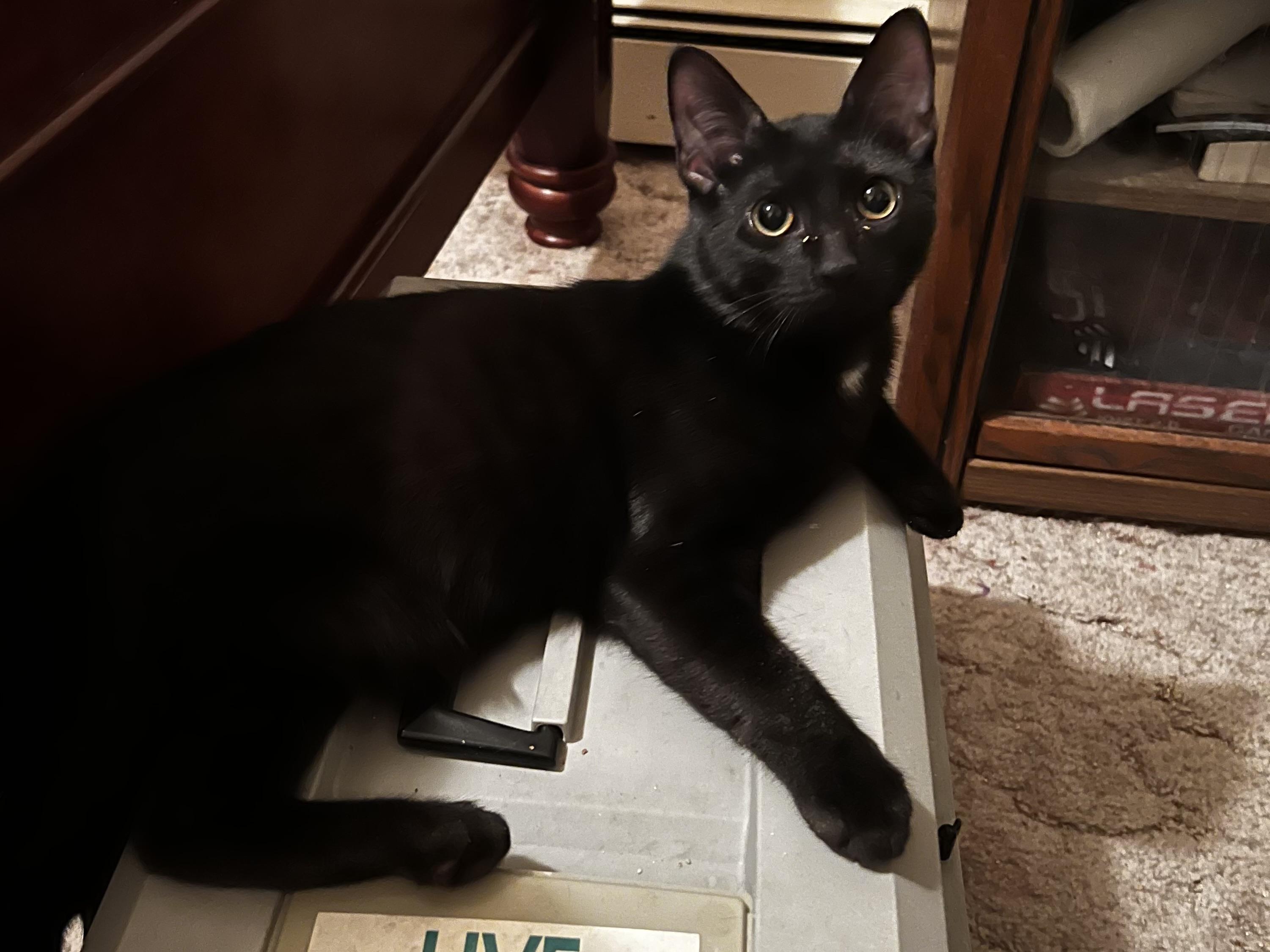 Enlarge Angel, a ADOPTABLE mixed breed in Mayfield, NY image 5/5