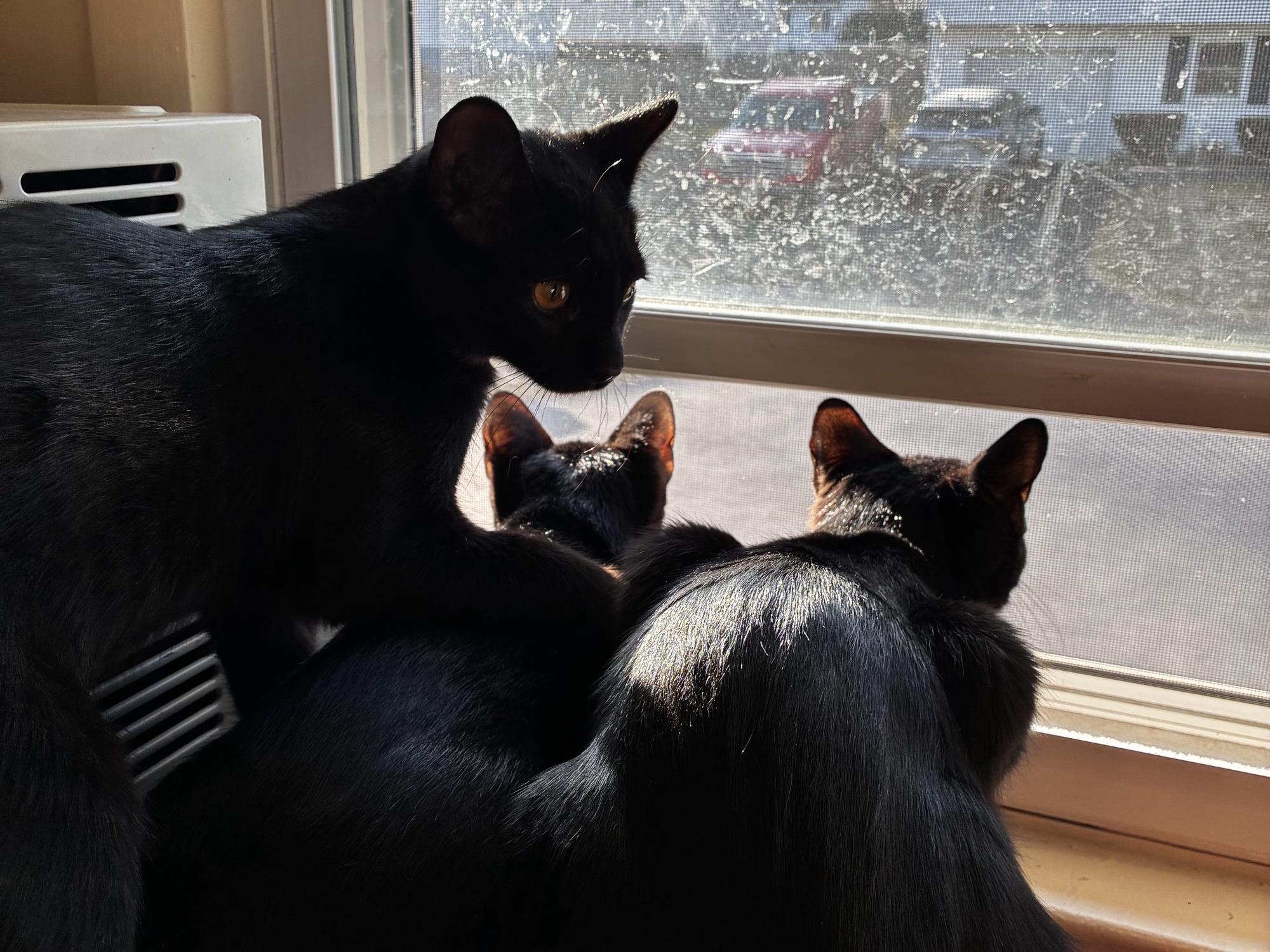 Enlarge Angel, a ADOPTABLE mixed breed in Mayfield, NY image 3/5