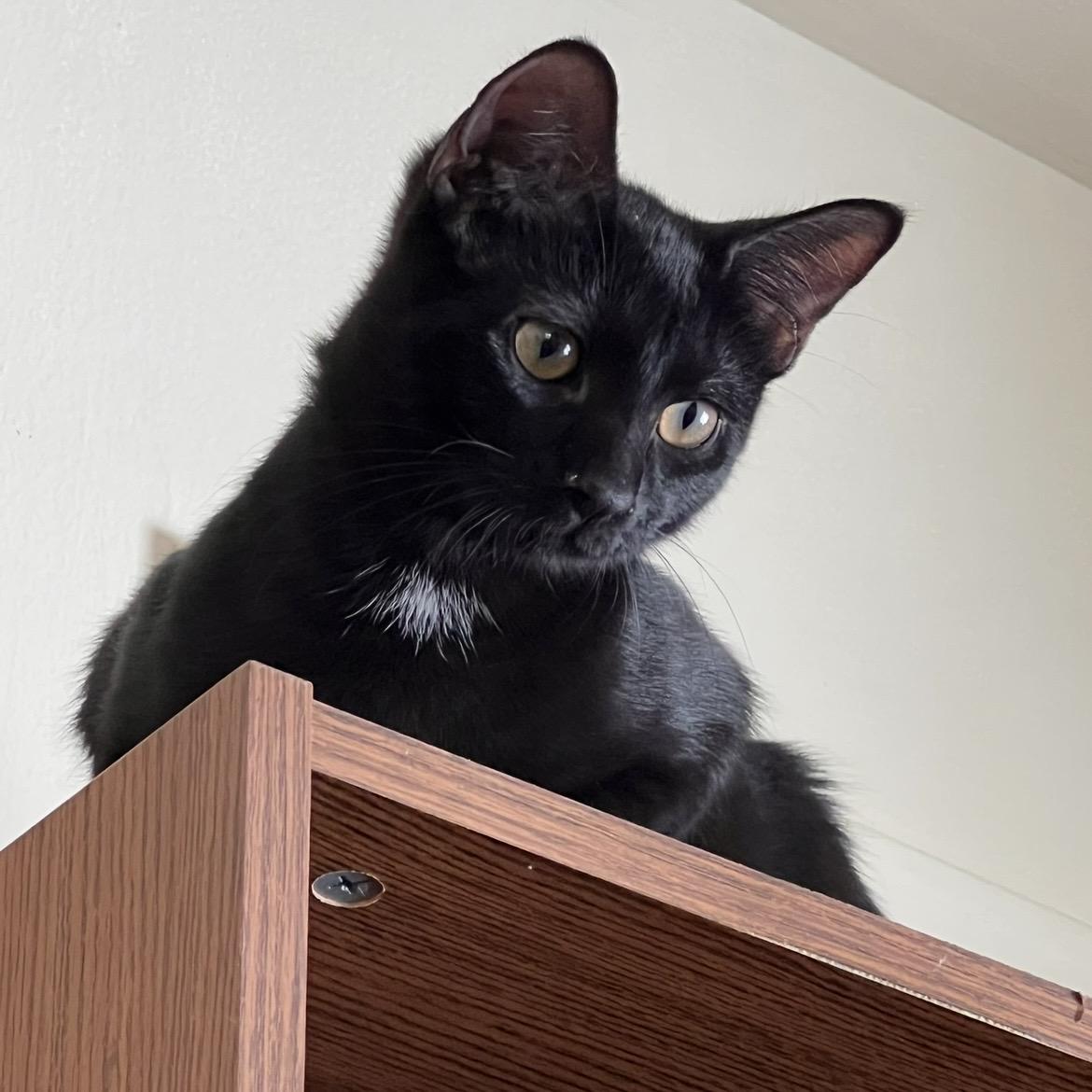 Angel, ADOPTABLE, Kitten Male Domestic Short Hair.