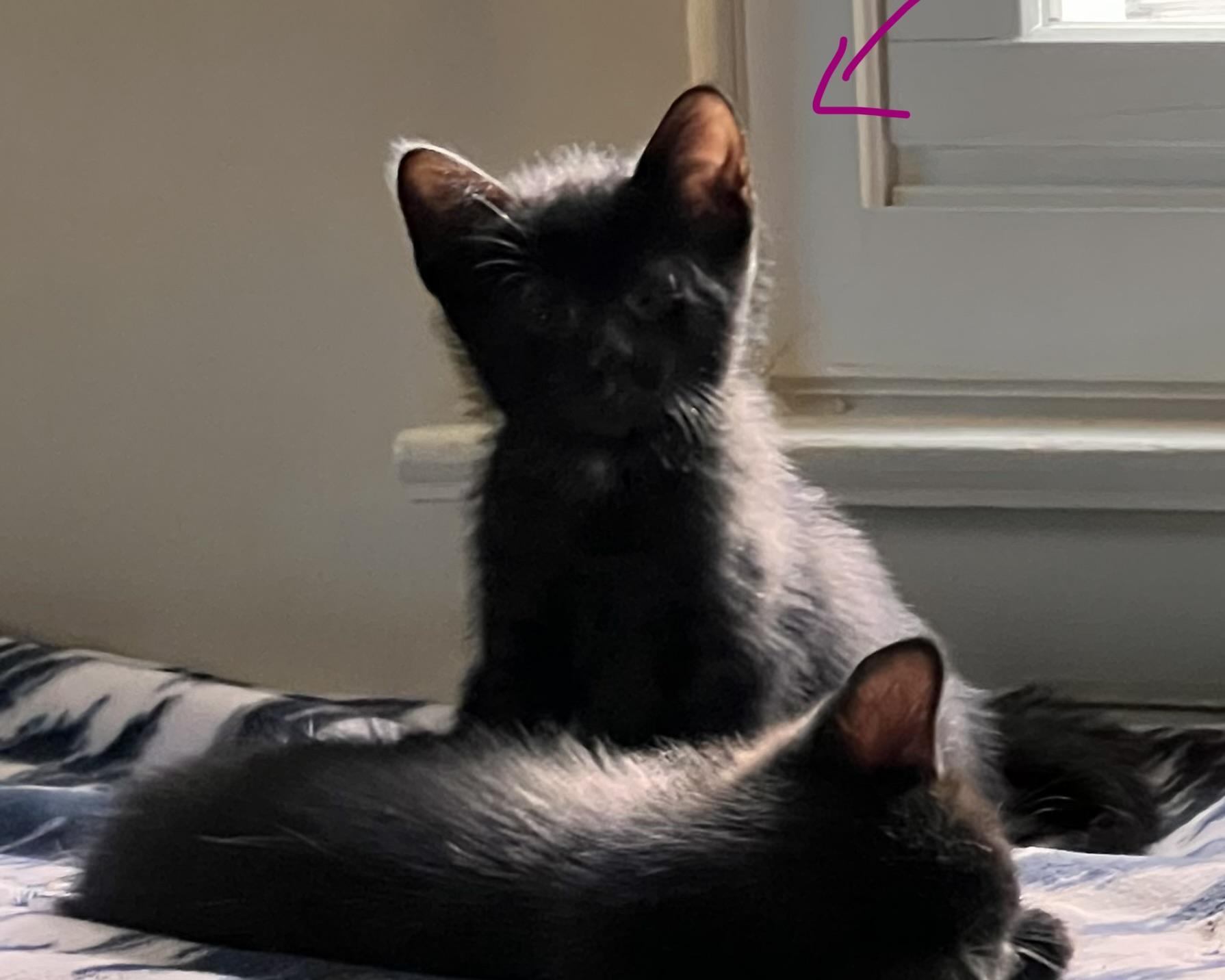 Enlarge Angel, a ADOPTABLE mixed breed in Mayfield, NY image 2/5