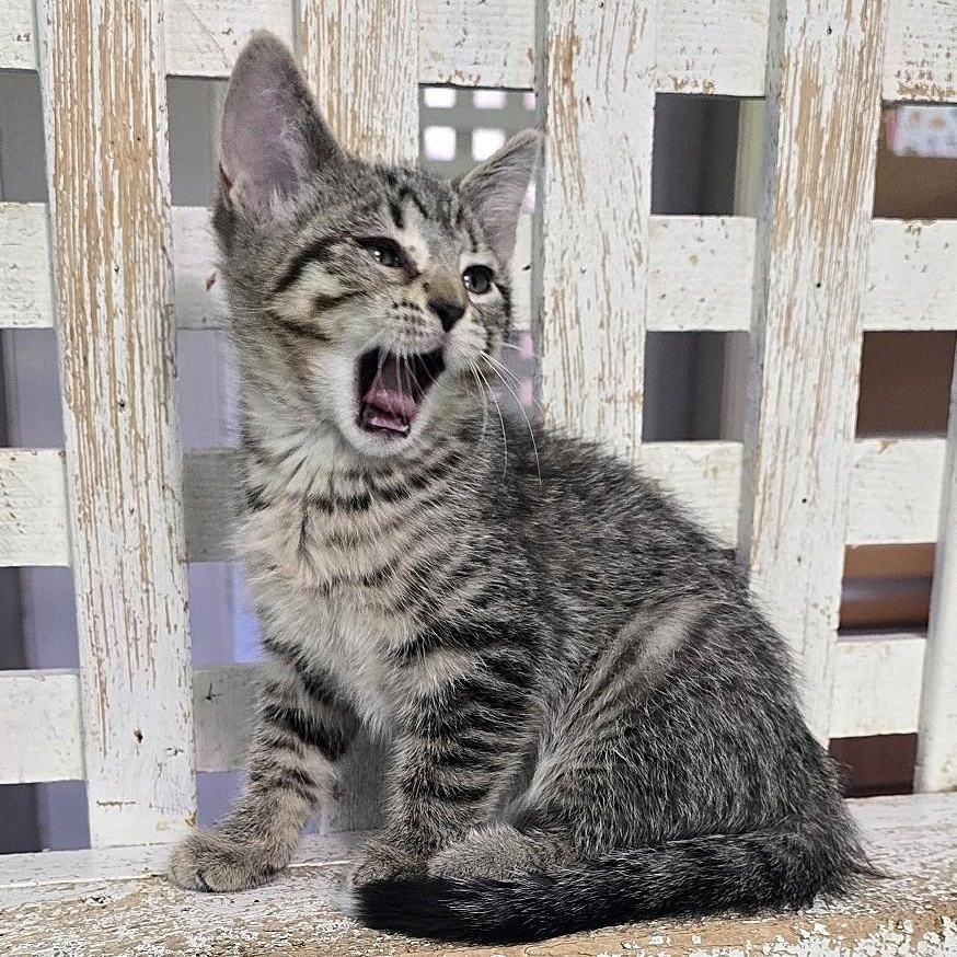 Enlarge Lilac, a Adoptable Domestic Short Hair in Guelph, ON image 2/2