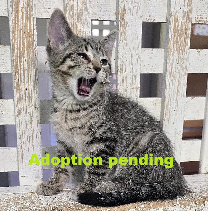 Enlarge Lilac, a Adoptable Domestic Short Hair in Guelph, ON image 1/2