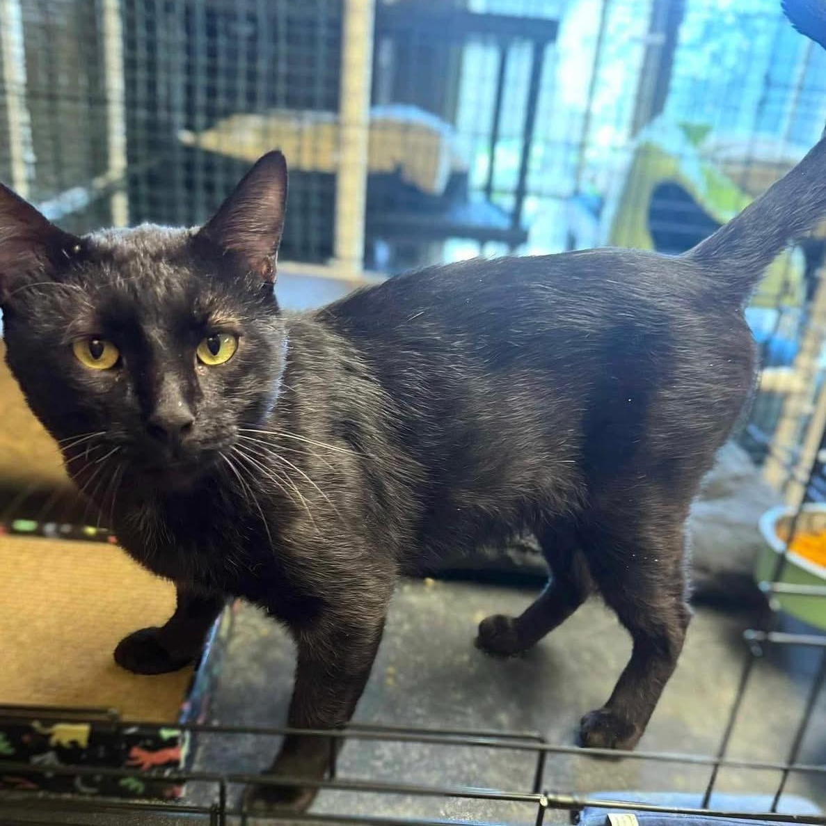 Andre, an adoptable Domestic Short Hair in Lubbock, TX, 79407 | Photo Image 2