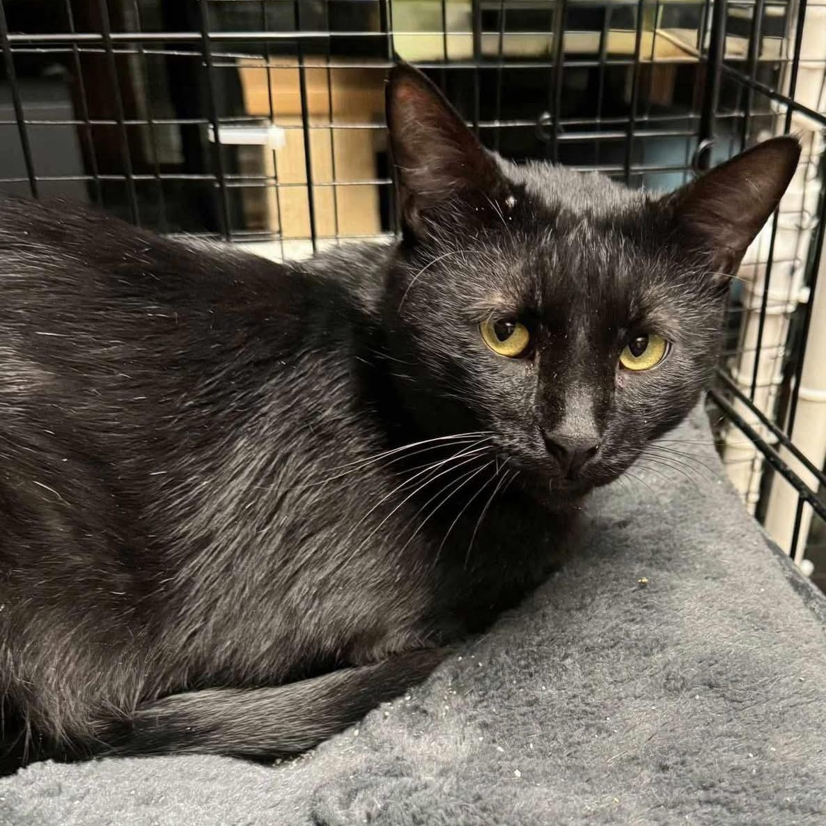 Andre, an adoptable Domestic Short Hair in Lubbock, TX, 79407 | Photo Image 1