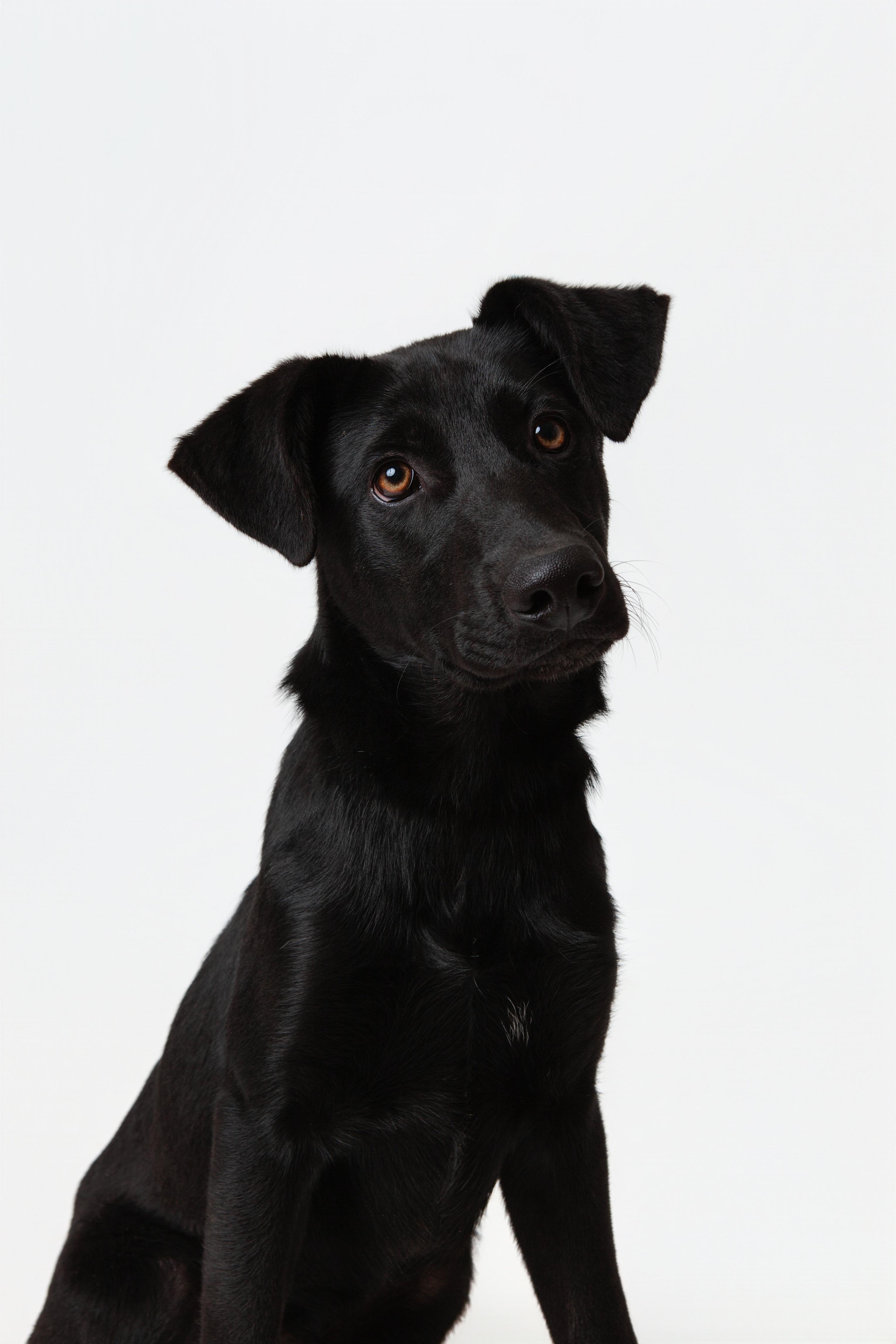 Enlarge Smoke, an adopted mixed breed in Guthrie, OK image 1/3