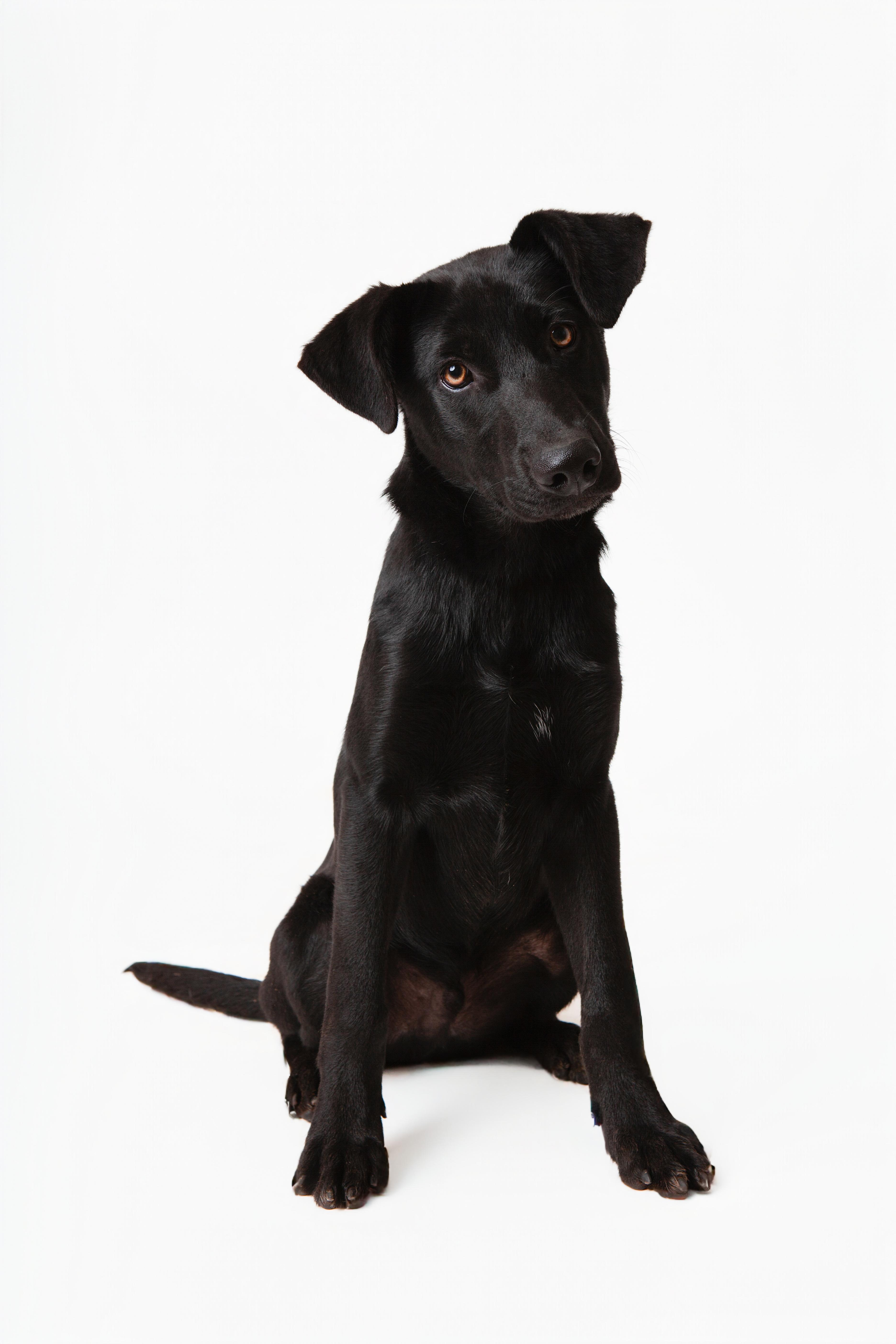 Enlarge Smoke, an adopted mixed breed in Guthrie, OK image 2/3