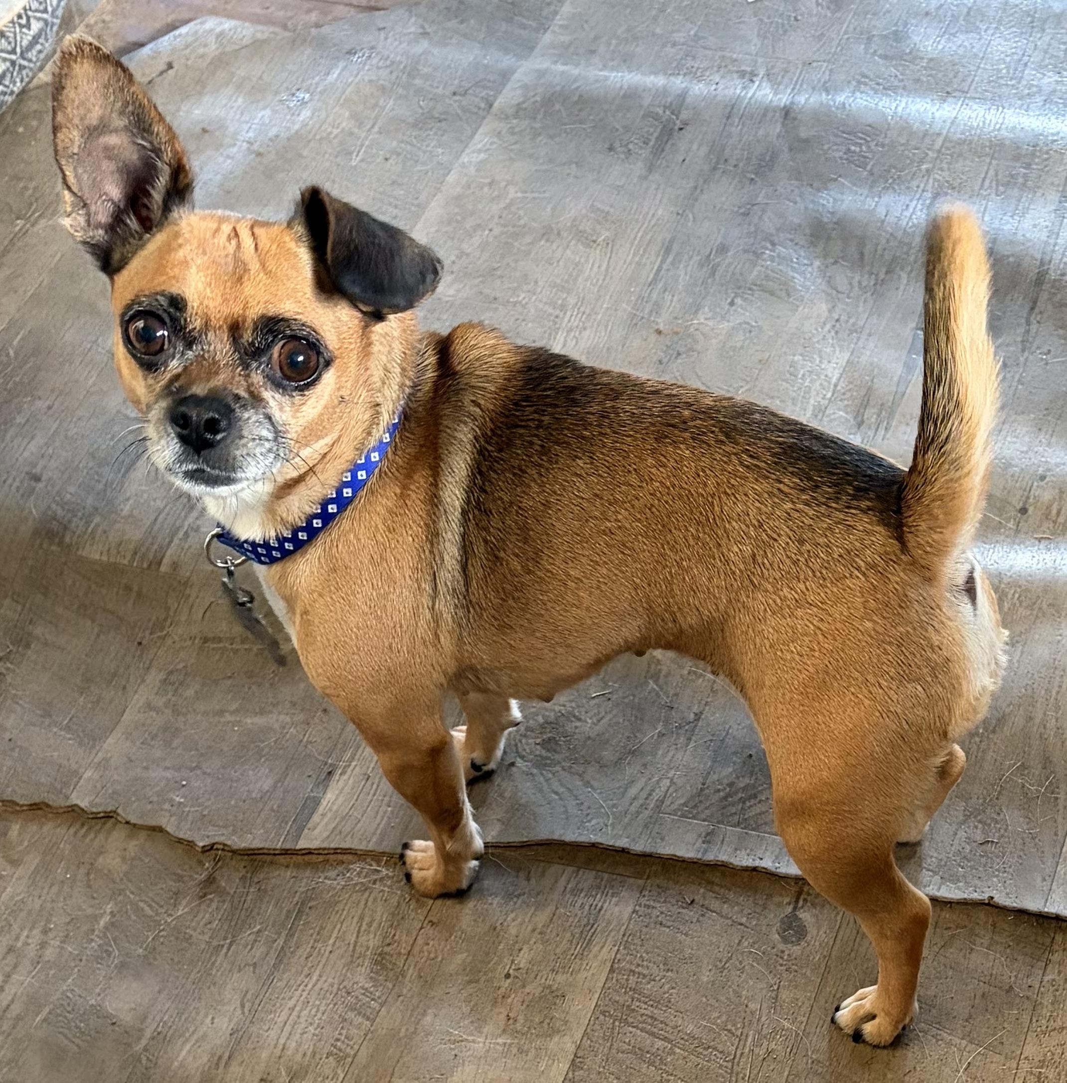 Enlarge Bella - OK, a Adoptable mixed breed in Albert Lea, MN image 1/2