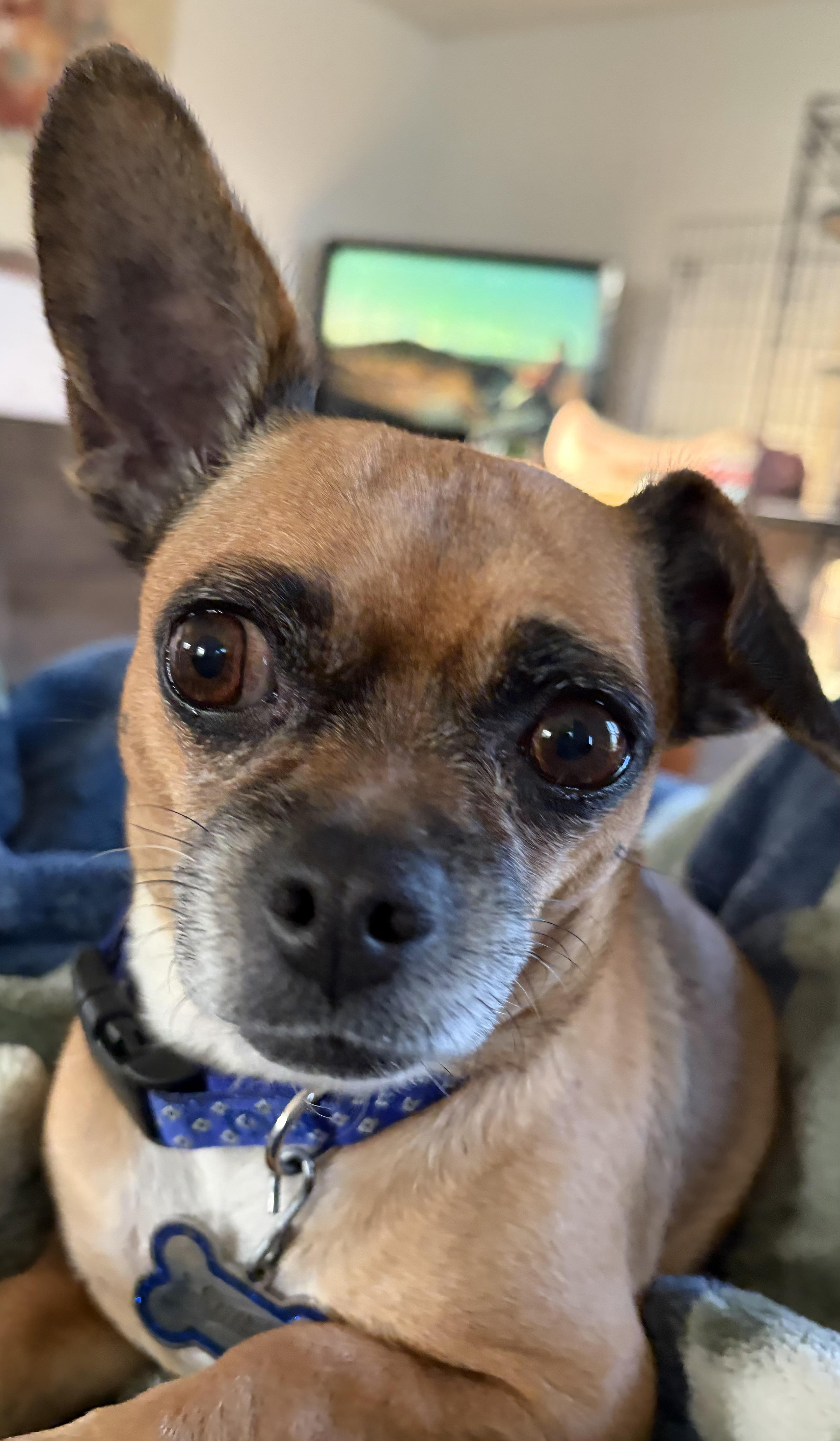 Enlarge Bella - OK, a Adoptable mixed breed in Albert Lea, MN image 2/2