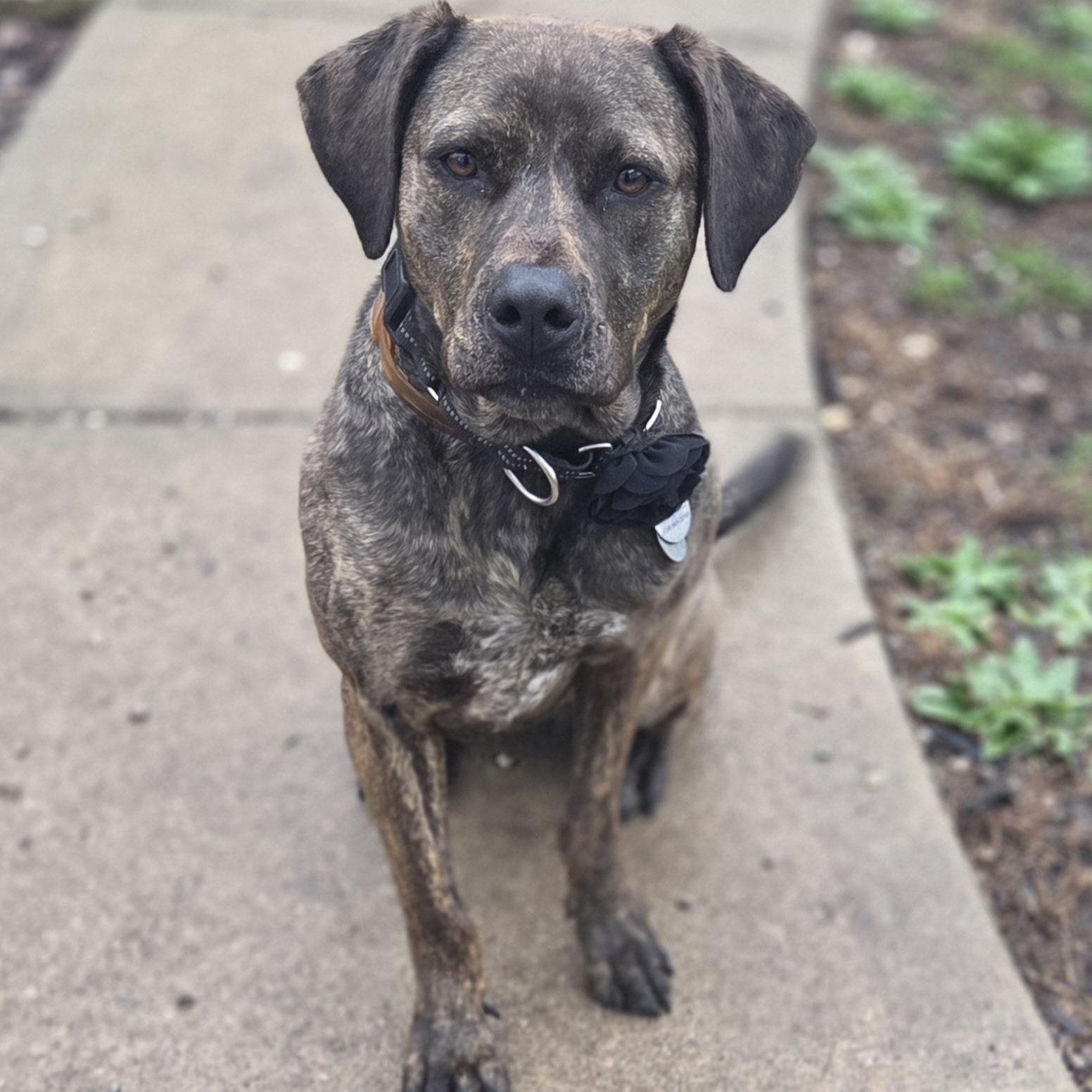 Vera, a ADOPTABLE mixed breed in Louisburg, KS image 1/3