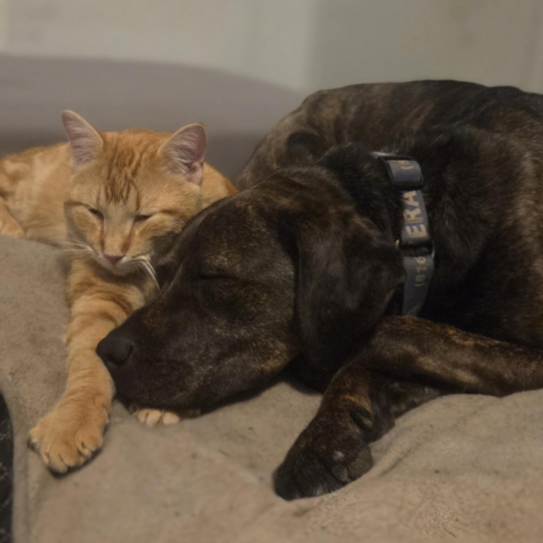 Vera, a ADOPTABLE mixed breed in Louisburg, KS image 2/3