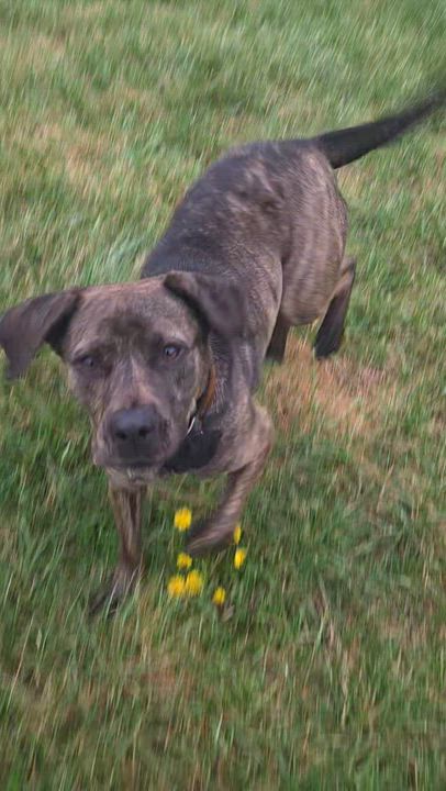 Enlarge Vera, a ADOPTABLE mixed breed in Louisburg, KS video 3/3