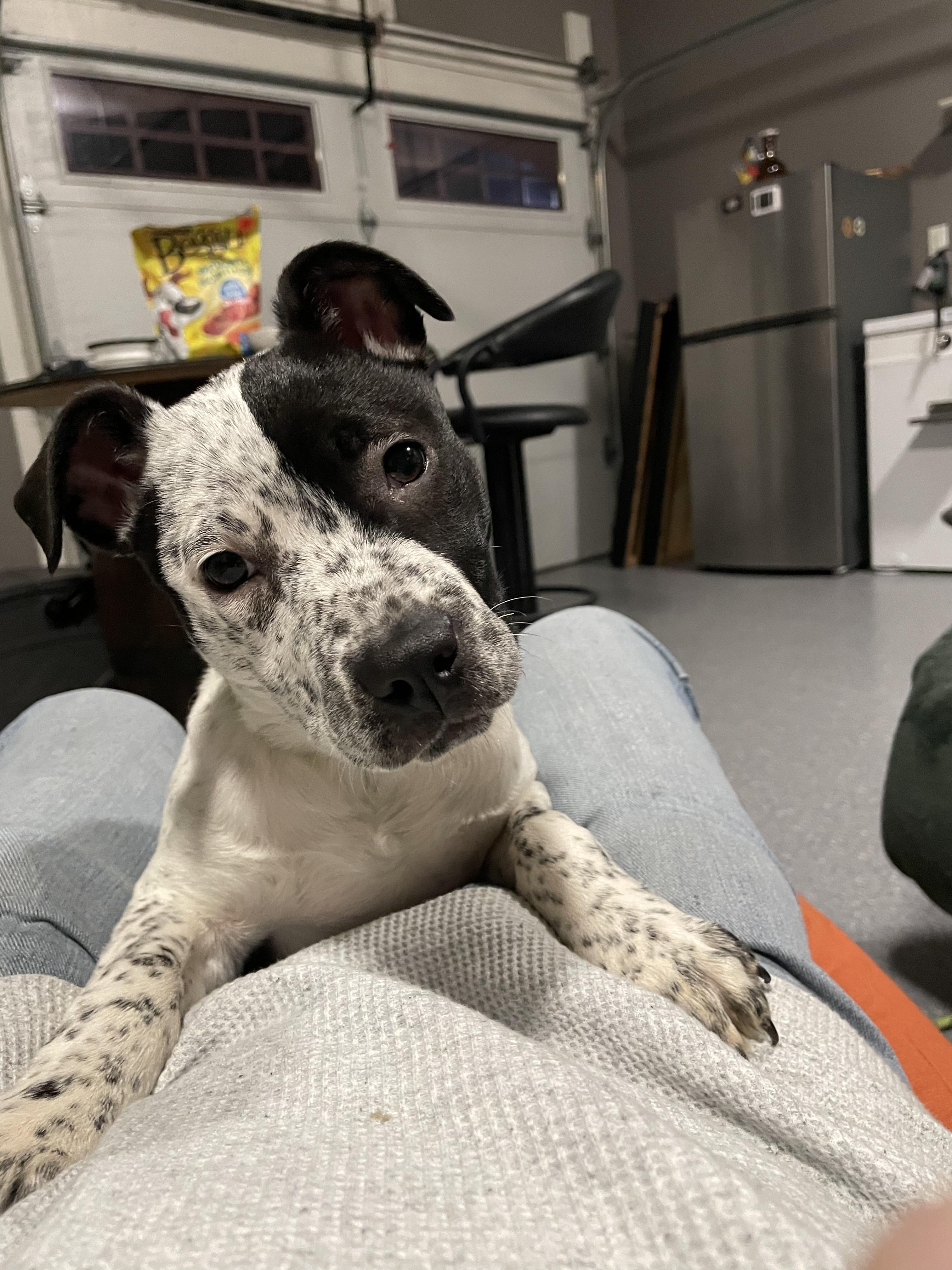 Enlarge Cookie, a Adoptable Mixed Breed in Talbott, TN image 3/6