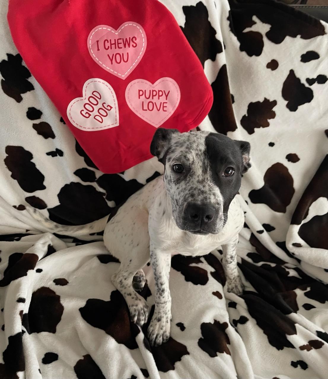 Enlarge Cookie, a Adoptable Mixed Breed in Talbott, TN image 6/6