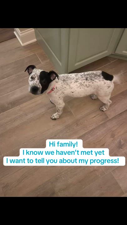 Enlarge Cookie, a Adoptable Mixed Breed in Talbott, TN video 5/6