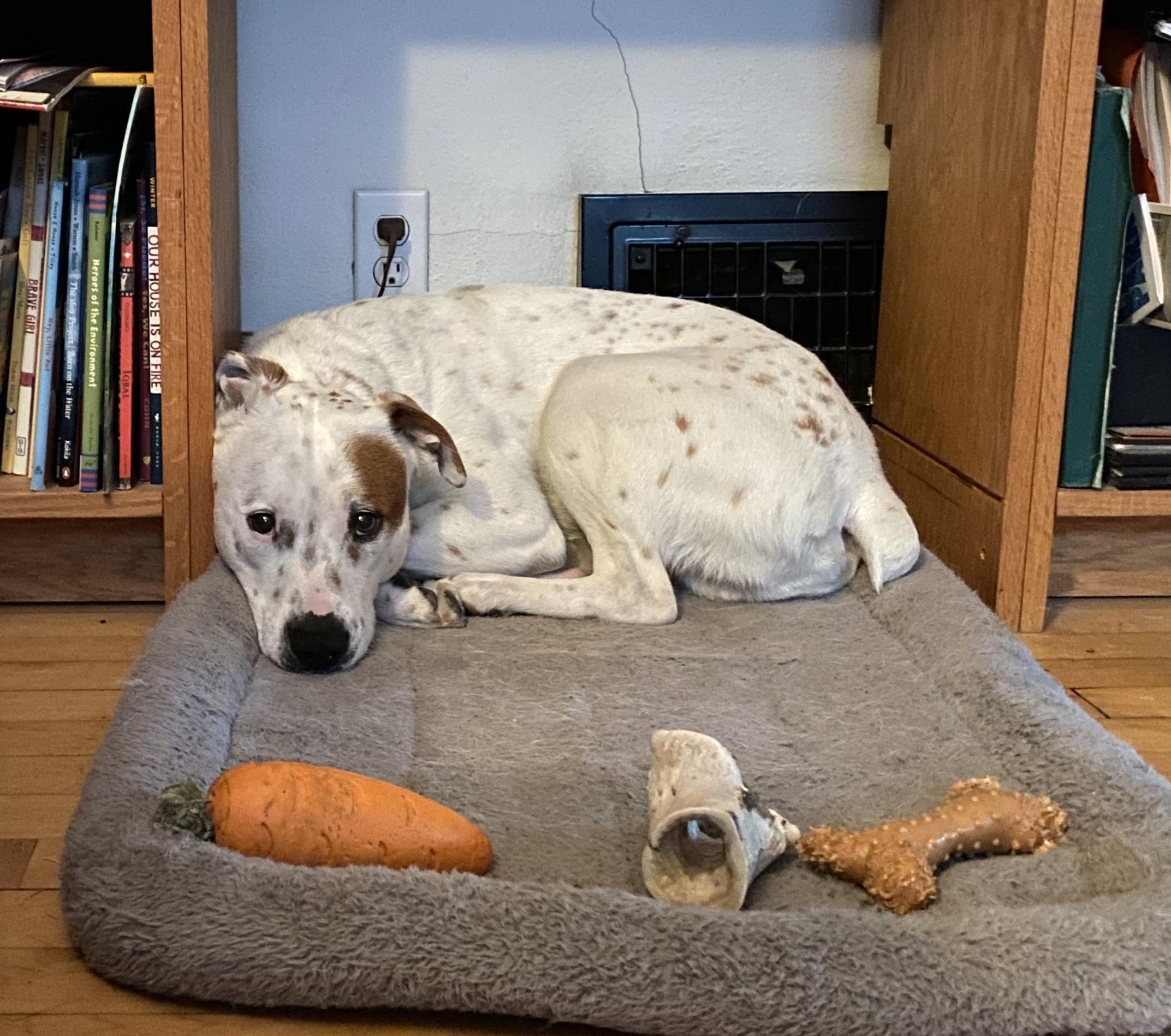 Enlarge Grover *Courtesy Cupid*, a ADOPTABLE mixed breed in Milwaukee, WI image 4/5