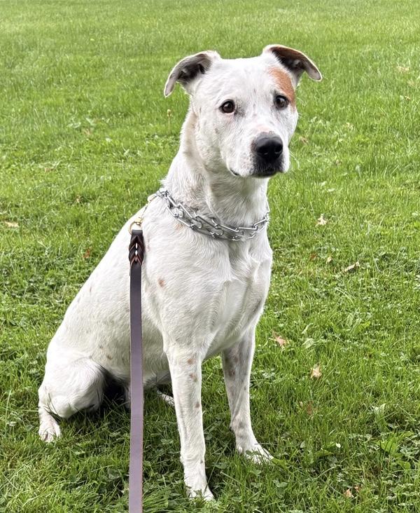 Enlarge Grover *Courtesy Cupid*, a ADOPTABLE mixed breed in Milwaukee, WI image 1/5