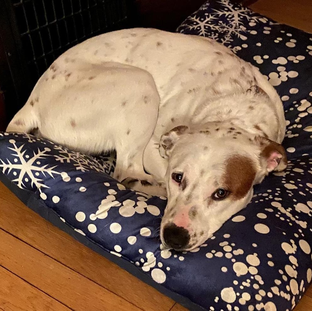 Enlarge Grover *Courtesy Cupid*, a ADOPTABLE mixed breed in Milwaukee, WI image 2/5