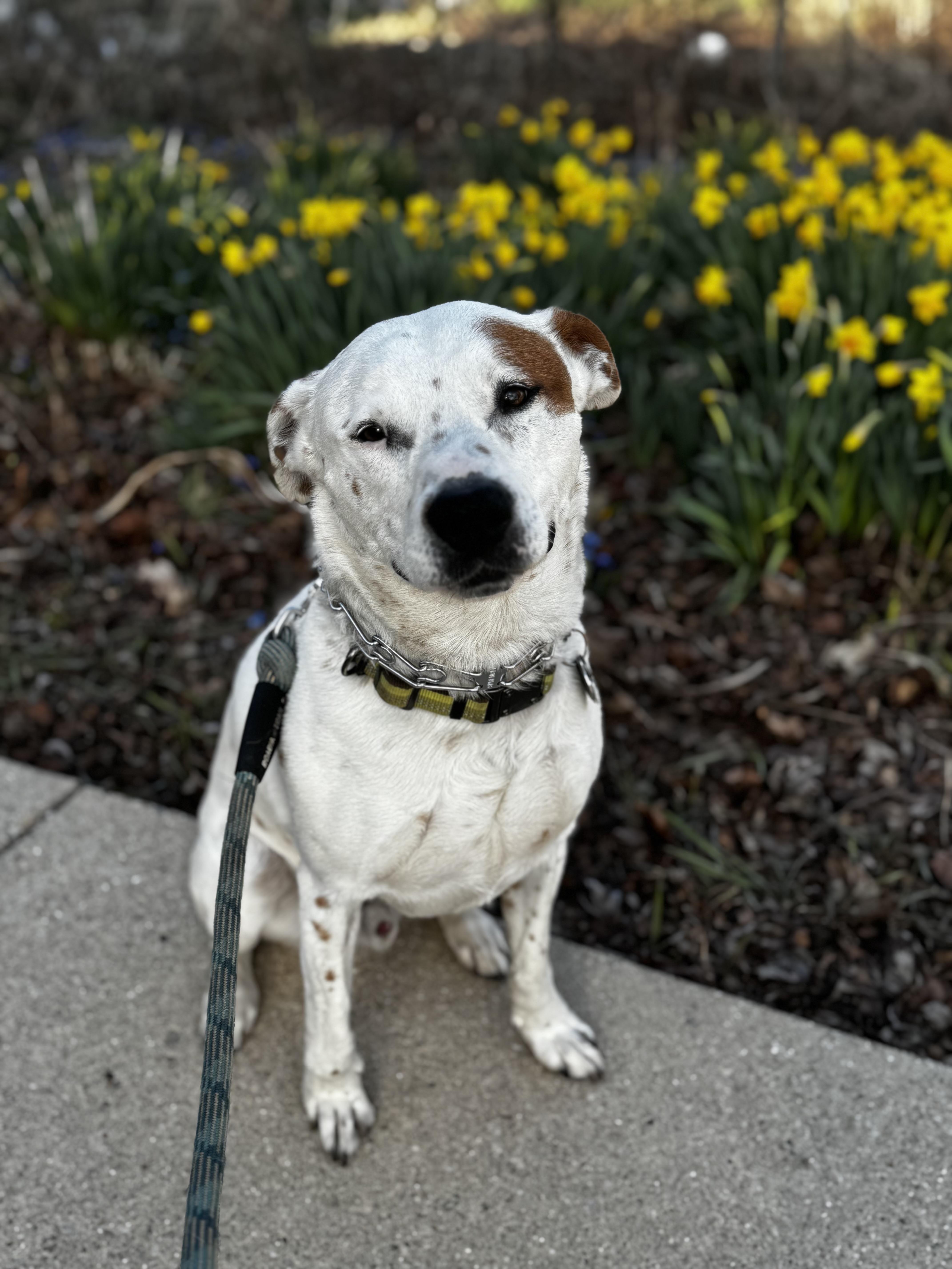 Grover *Courtesy Cupid*, adoptable, Adult Male Pointer & Labrador Retriever.