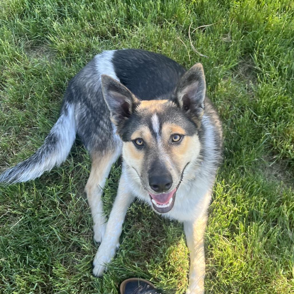 Kain, Adoptable, Young Male Shepherd.