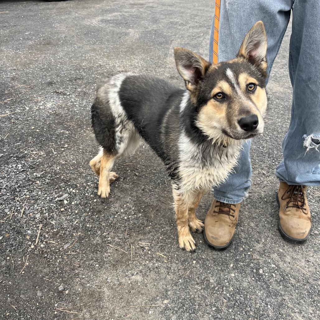 Kain, Adoptable, Young Male Shepherd.