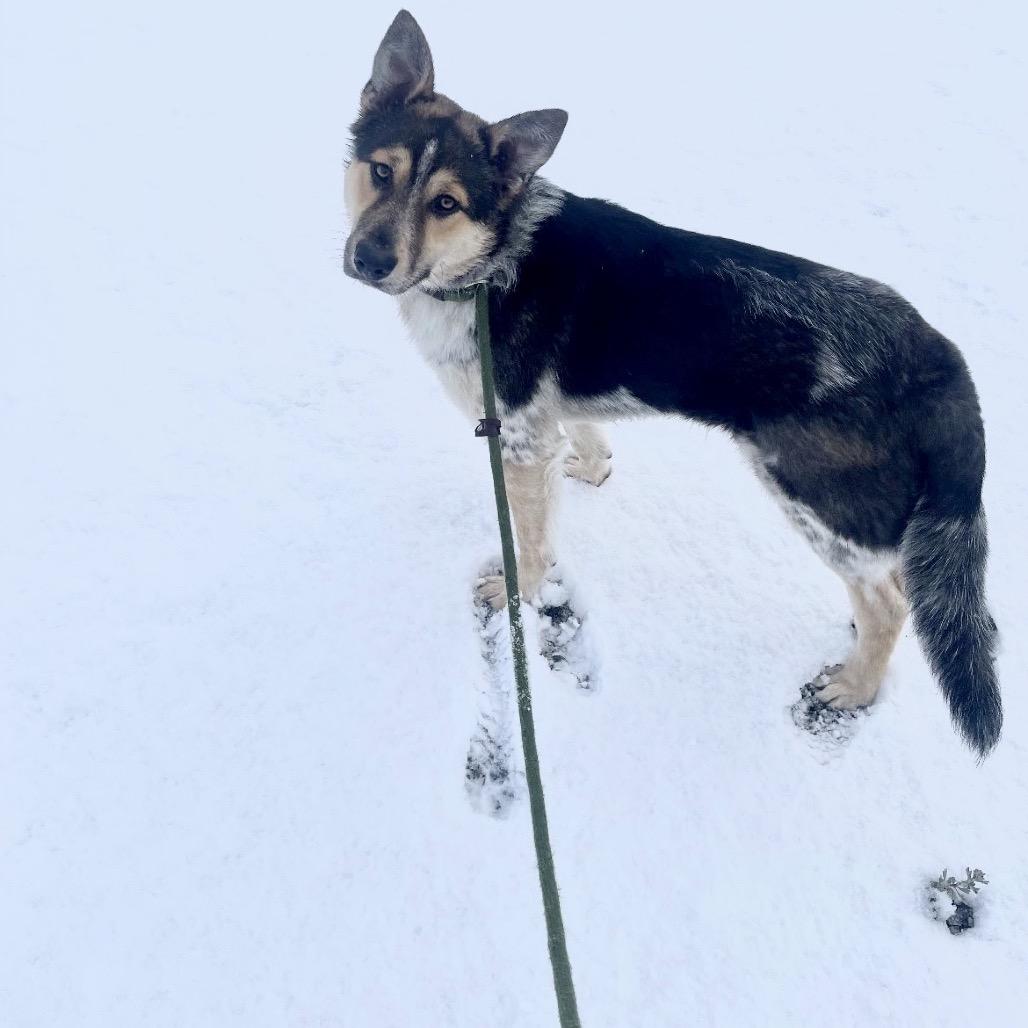 Kain, a Adoptable Shepherd in Cashmere, WA image 2/2