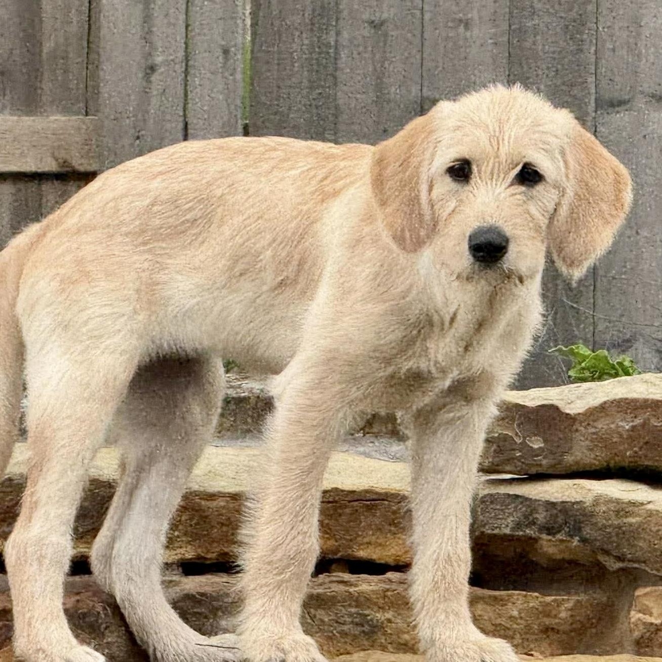 Enlarge Daisy Mae, a ADOPTABLE mixed breed in Jay, NY image 5/6