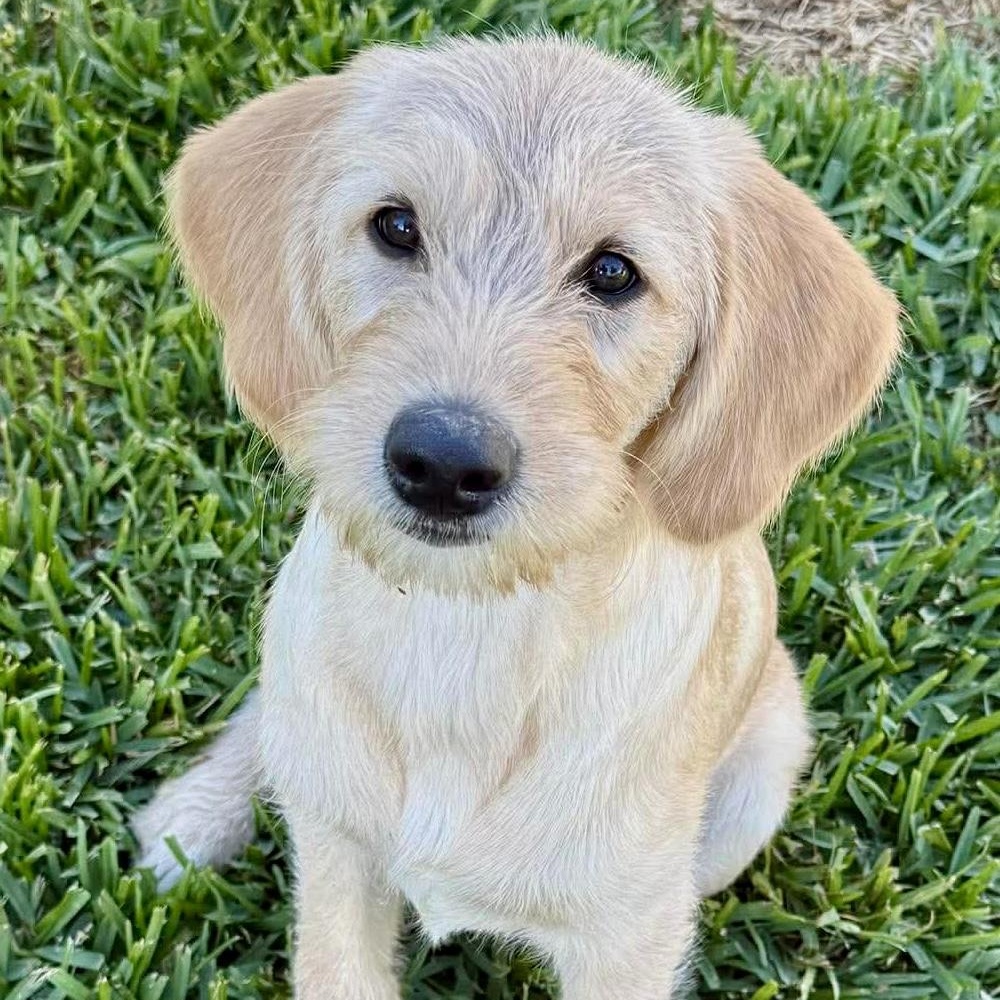 Enlarge Daisy Mae, a ADOPTABLE mixed breed in Jay, NY image 6/6